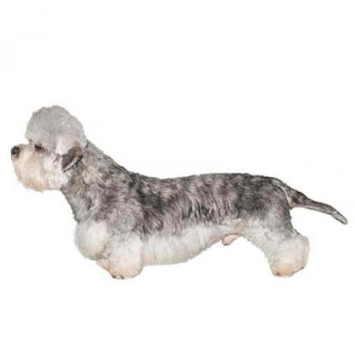 Race de chien Dandie Dinmont Terrier