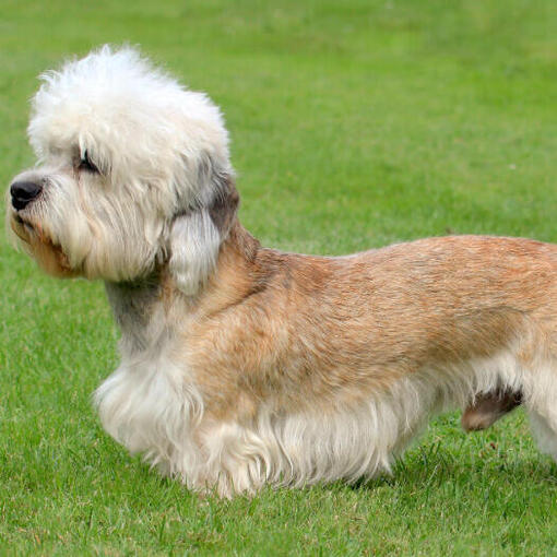 Dandie Dinmont Terrier debout sur l'herbe