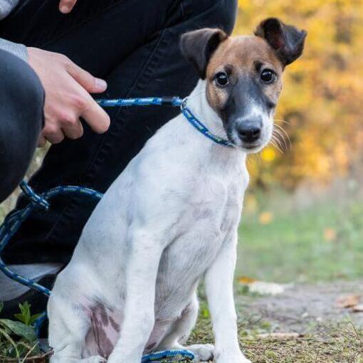 Fox Terrier à poil lisse à collier bleu