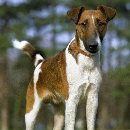 Fox Terrier avec manteau lisse debout dans les bois