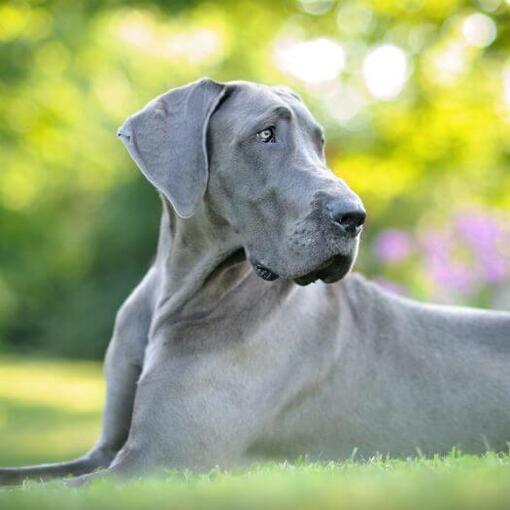 Dogue Allemand gris allongé sur l'herbe