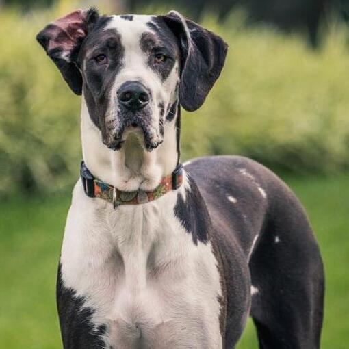 Dogue Allemand debout sur l'herbe