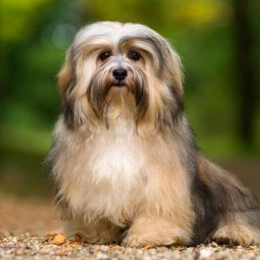 Chien debout dans le parc