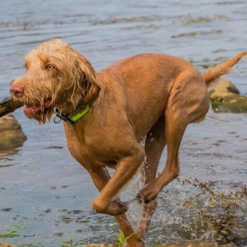 Vizsla hongroise aux cheveux durs joue et saute dans la rivière