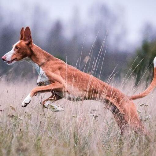 Ibizan Hound saute sur le terrain