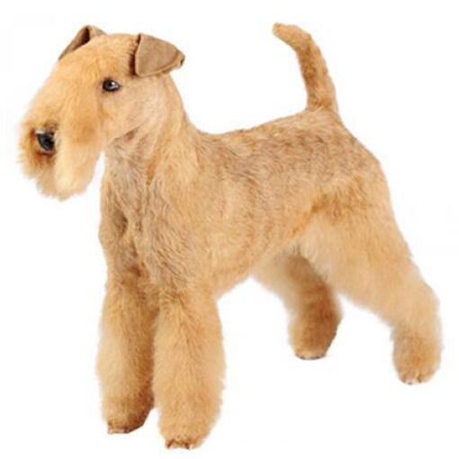 Race de chien Lakeland Terrier