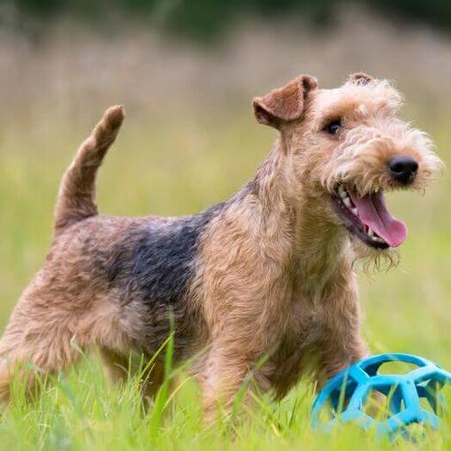 Terrier regardant au loin