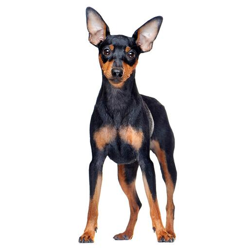 Race de chien Pinscher nain