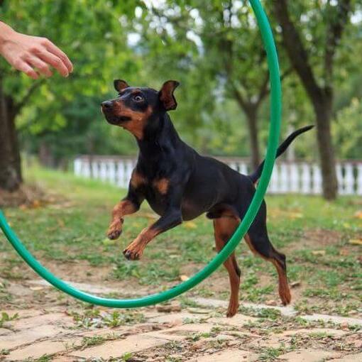 Chien sautant à travers le cercle d'entraînement