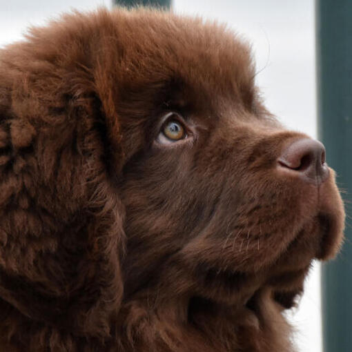 Le chiot brun de Terre-Neuve regarde vers l'avant