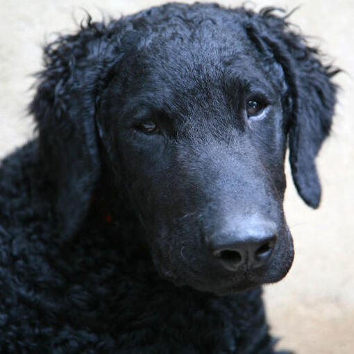 Retriever à poil bouclé noir regardant