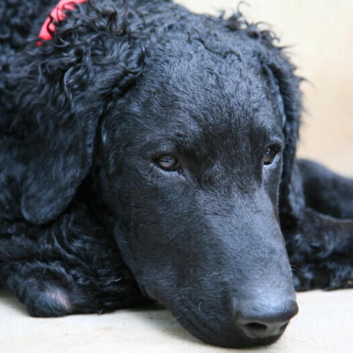 Retriever à poil bouclé avec collier rouge couché