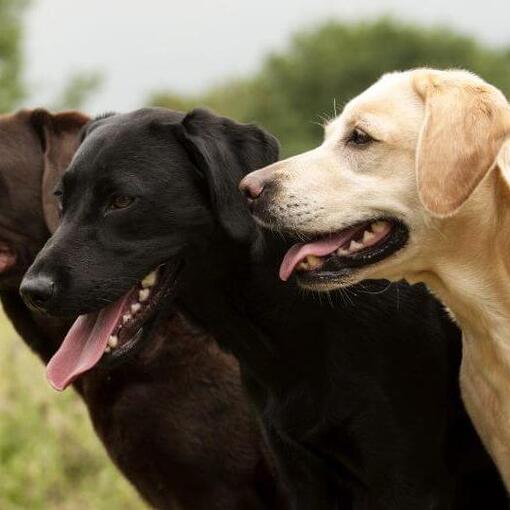 trois labradors debout ensemble