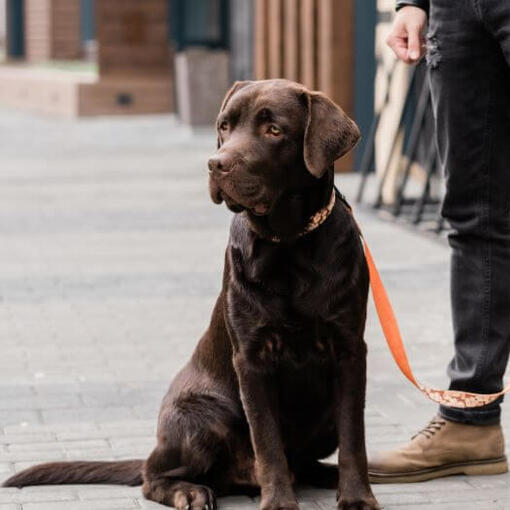 labrador debout à côté de son propriétaire