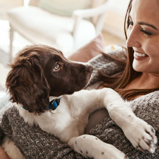 Femme tenant un chiot Springer Spaniel anglais