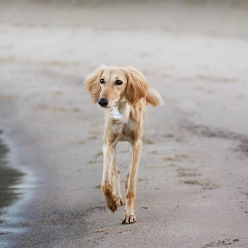 chien saluki qui court sur la plage