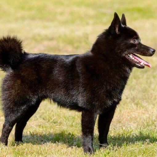 Schipperke staat op het gras