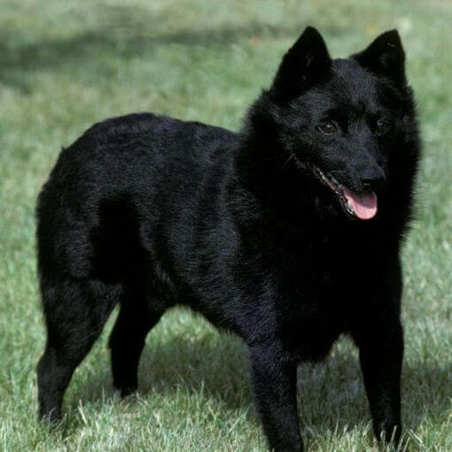 Schipperke staat op het gras en kijkt vooruit