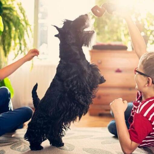 Terrier écossais jouant avec les enfants