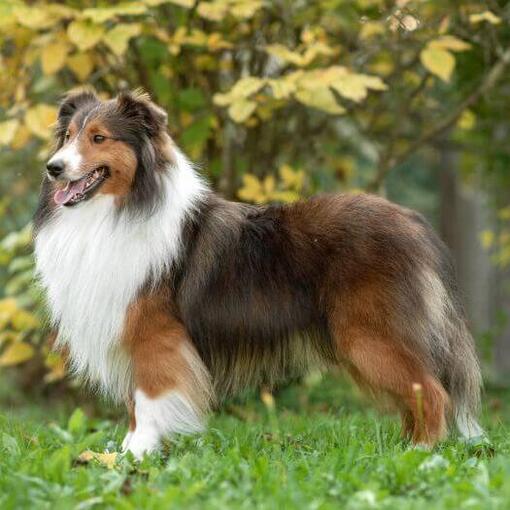 Chien de berger Shetland debout dans le parc