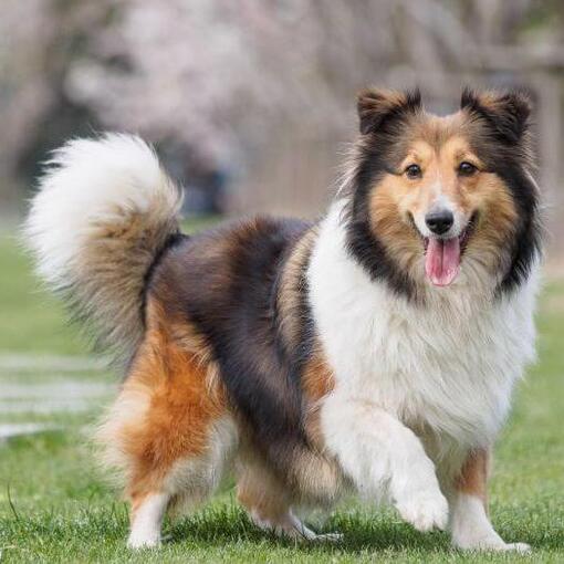 Berger Shetland marchant sur l'herbe verte