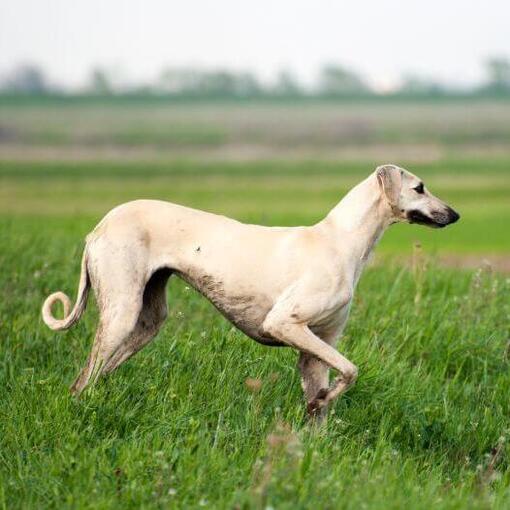 Sloughi joue sur le terrain