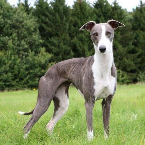 Race de chien Whippet