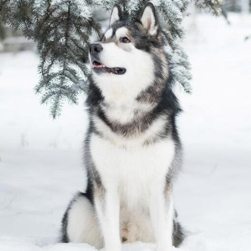 Malamute d'Alaska