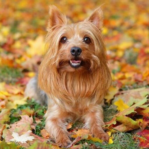 Race de chien Australian Silky Terrier