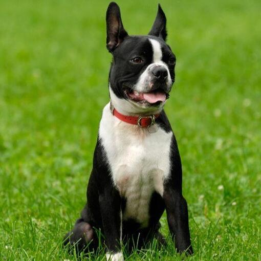 Boston Terrier