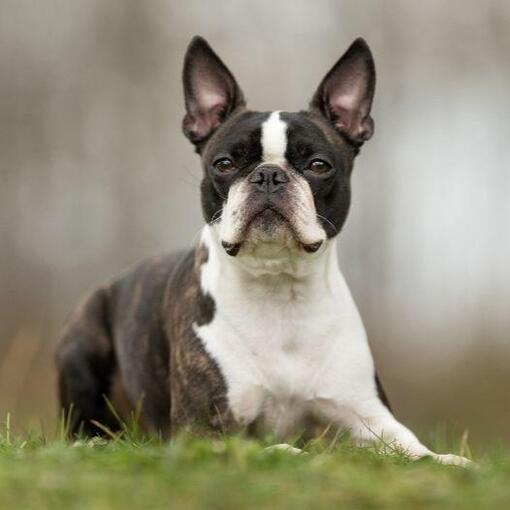 Boston Terrier