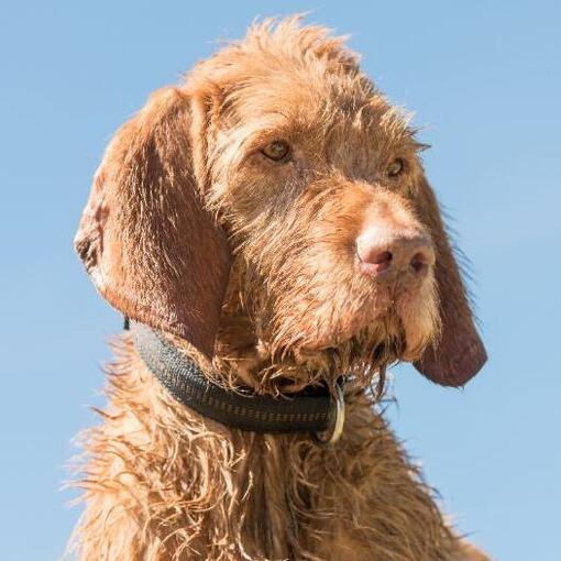 Vizsla hongroise aux cheveux durs