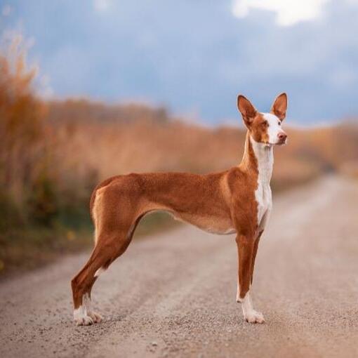 Chien courant d'Ibiza