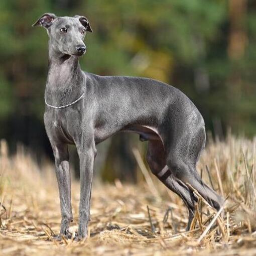 Race de chien lévrier italien