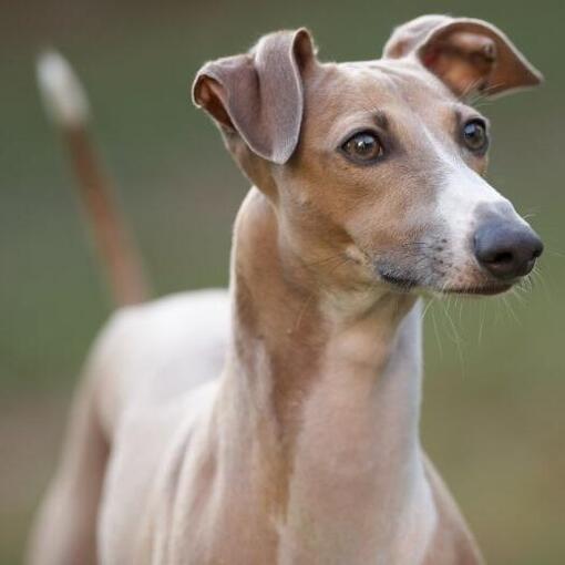 Race de chien lévrier italien