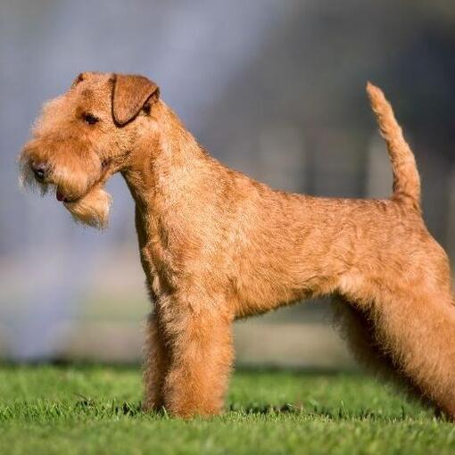 Race de chien Lakeland Terrier