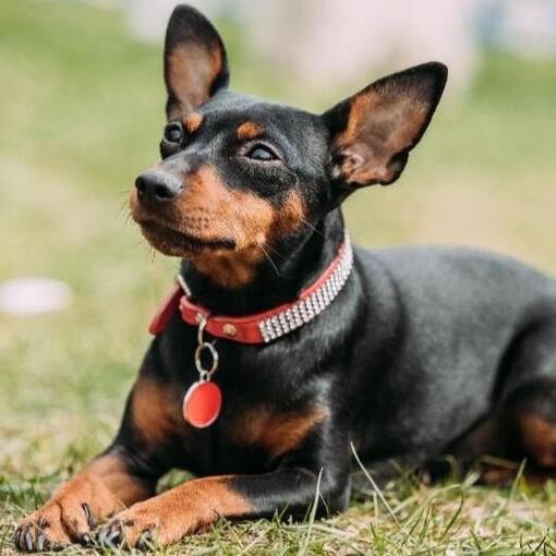 Pinscher nain