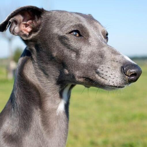 Race de chien Whippet