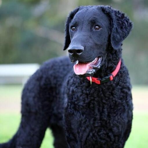 retriever à poil frisé