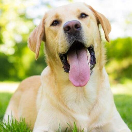 Race de chien Labrador Retriever