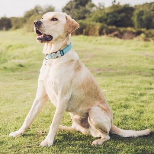 Race de chien Labrador Retriever