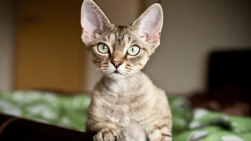 Un devon rex avec de grandes oreilles