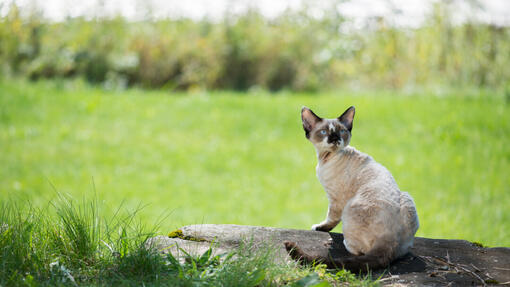 Un chat dans l’herbe