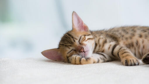 La meilleure sieste de mon animal de compagnie