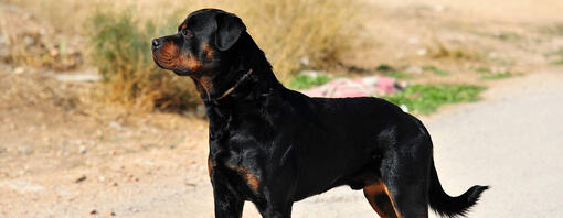 Un Doberman regarde au loin