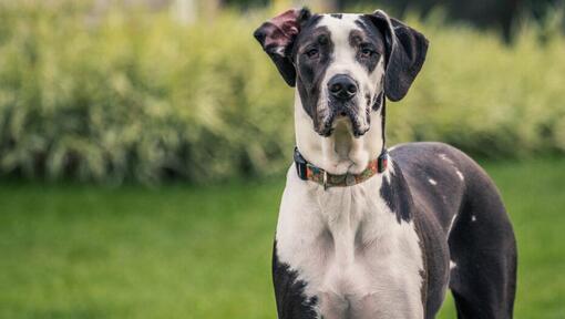 Een Duitse Dog kijkt naar de camera