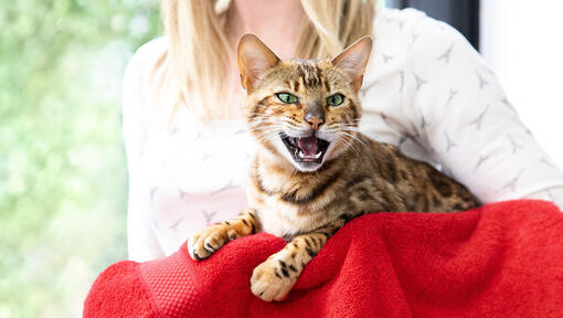 Kat miauwt op rode handdoek