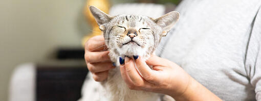 chat se faisant caresser sous le menton