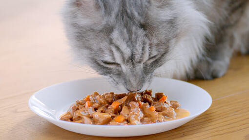 Een kat die natvoer van een bord eet.
