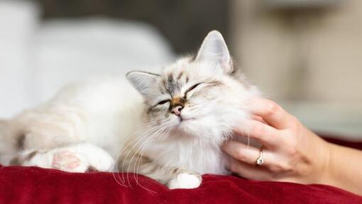 tevreden kat wordt gekrabd door eigenaar